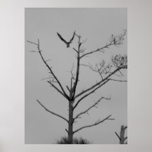None Poster