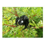 Normal Transylvania Spider Post Card