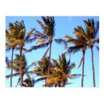 North Shore Palms Postcard