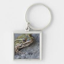 Northern Leopard frog, See-through Island, Key Chain
