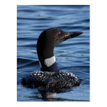 Northern Loon 3 Post Card