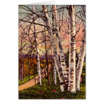 Northern Michigan Birch Trees in Spring Cards