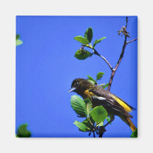 Northern Oriole Fridge Magnet