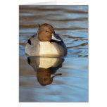 Northern Pintail Card