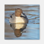 Northern Pintail Magnet