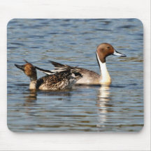 Northern Pintail Pair Mouse Pads