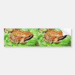 Northern Red legged frog Bumper Stickers