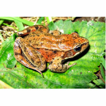 Northern Red legged frog Cut Outs