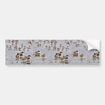Northern Shovelers Bumper Sticker
