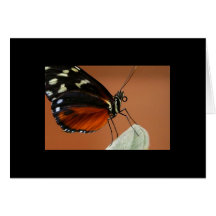 Notecard-Colour Therapy-Orange 9