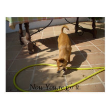 "Now you,re for it" Postcards