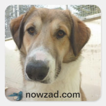 Nowzad Rescue Jack Sticker