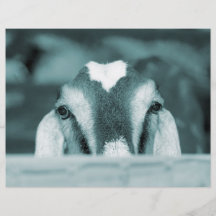 Nubian doe bw blue peeking over wooden rail flyers