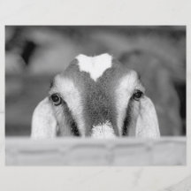 Nubian doe bw peeking over wooden rail.jpg custom flyer