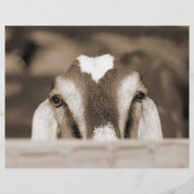 Nubian doe bw sepia peeking over wooden rail custom flyer