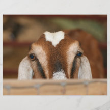 Nubian doe peeking over wooden rail flyer