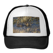 Nutria in water trucker hats