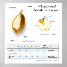 Nutritional Value Diagram of a Wheat Kernal Posters