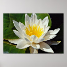 Nymphaea albida, white, hardy water lily  flowers print