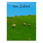 nz sheep hill post cards