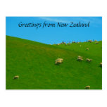 nz sheep postcards
