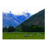 nz sheep scape post card