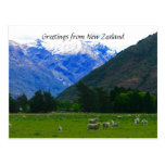 nz sheepscape post card