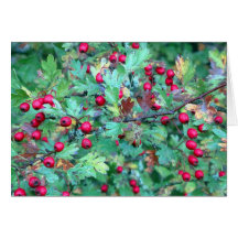 Oak and berries greeting card