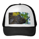 Oak Tree Trucker Hats