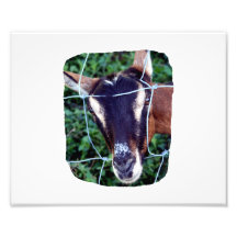 Oberhasli Alpine Doe through fence Photographic Print
