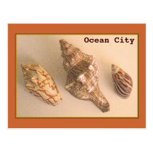 Ocean City Shells Postcard