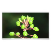 Ochoco Black Canyon Flora Flower Botany Wildflower Photo