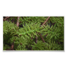 Ochoco Black Canyon Flora Plants Botany Biota Photograph