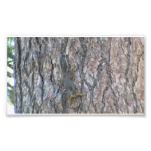 Ochoco Black Canyon Mammal Animal Squirrel Photographic Print