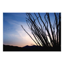 Ocotillo Night Photo Print