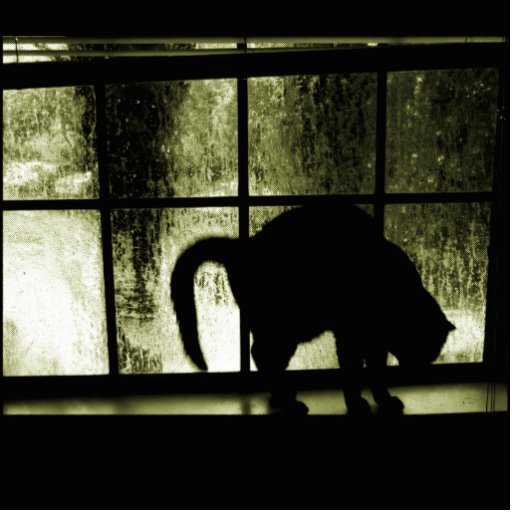 October Showers Cat Silhouette At Window Yellow Photo Sculpture