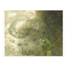 Octopus Postcards
