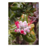 Ohia Lehua Buds Card