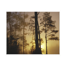 Okefenokee National Wildlife Refuge, Georgia Gallery Wrap Canvas