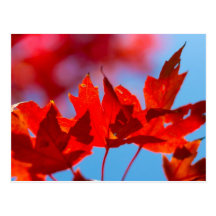 Oklahoma Fall Foliage Postcards