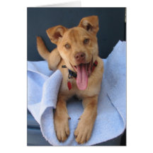 Oklahoma Shelter Pup 012 Greeting Cards