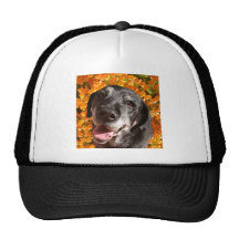 Old Black Labrador Hats