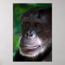 Old Chimp Posters