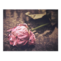 Old dryed vintage pink rose macro shot photo postcards