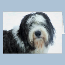Old English Sheepdog cards