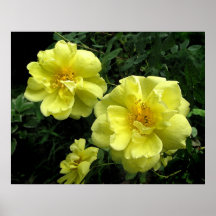 Old fashioned Yellow Rose Posters
