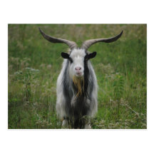 Old Goat Postcard