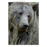 Old Grizzly Bear Card