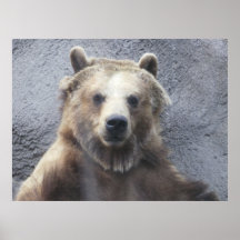 Old Grizzly Bear Posters