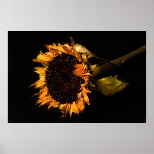 Old Sunflower Poster